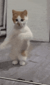 picture of cat