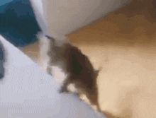 cat picture