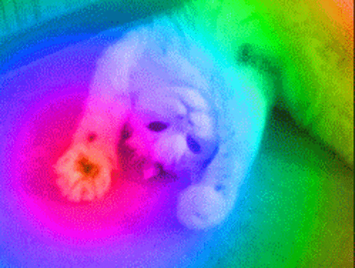 cat picture