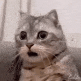 cat picture