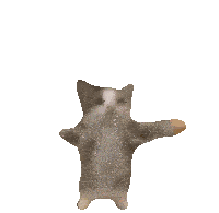 cat picture